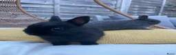 Netherland Dwarf rabbits for sale: Sweet Netherland Dwarf Kits - Advert 4