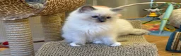 Ragdoll cats for sale: GCCF Registered Ragdoll Kittens - Advert 3