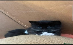 Mixed Breed cats for sale: Stunning litter of 4 gorgeous fur babies  - Image 7