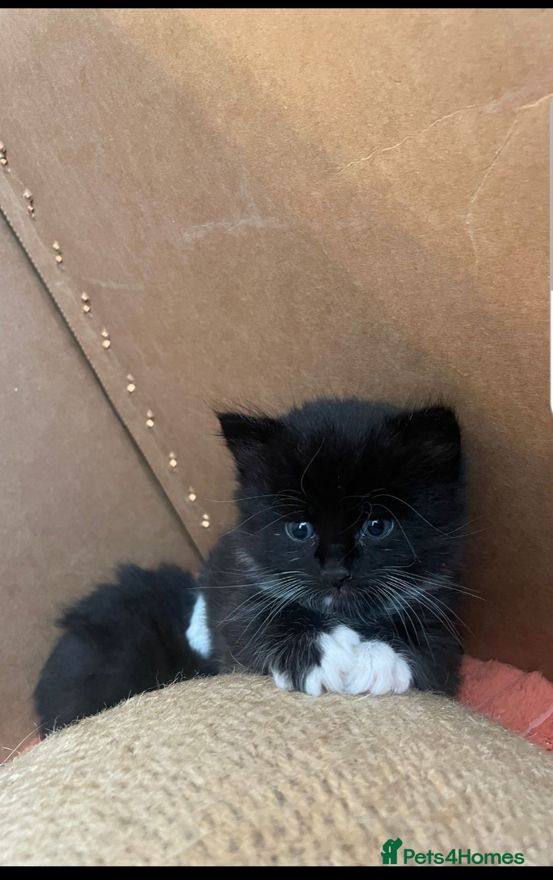 Mixed Breed cats for sale: Stunning litter of 4 gorgeous fur babies  - Image 7