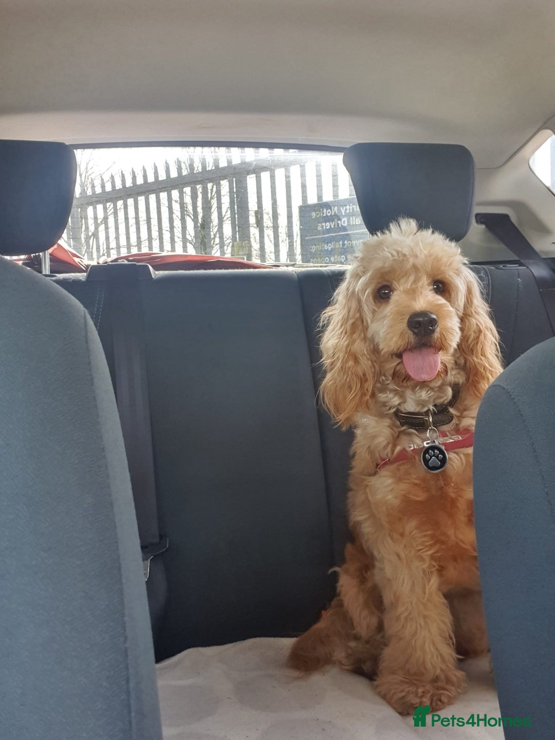 Cockapoo dogs for sale: Gorgeous cockapoo puppies, 2 boys and 2 girls - Advert 36