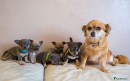 Chihuahua dogs for sale: Chihuahua puppies for sale - Image 5