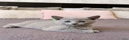 Russian Blue cats for sale: 🐾Champion Line TICA Russian Blue Kittens 🐾 - Advert 11