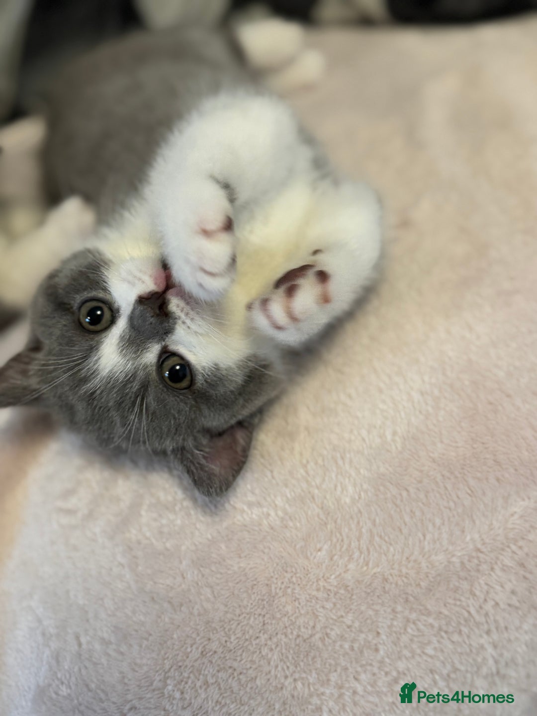 British Shorthair cats for sale: British short hair - Advert 11