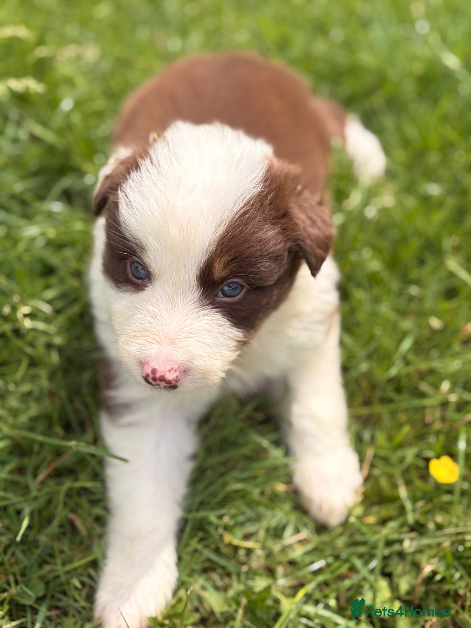 Border Collie dogs BEAUTIFUL BC PUPS, HEALTH TESTED CLEAR PARENTS  - Advert 2