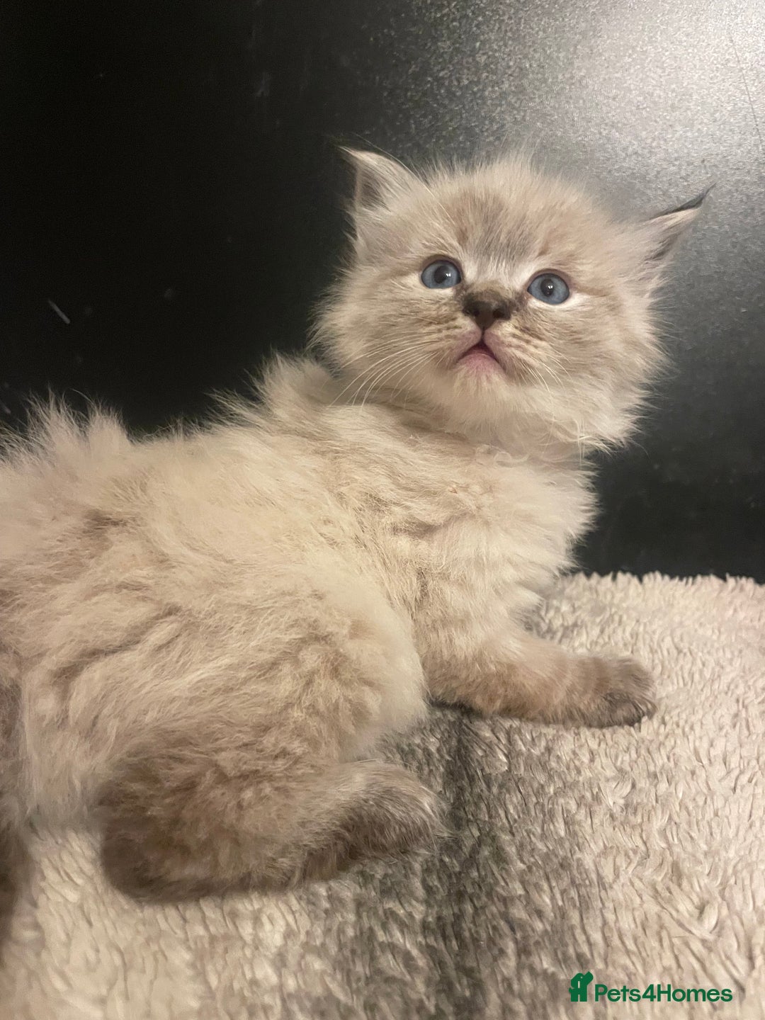 Ragdoll cats for sale: Lnyx male Ragdoll’s ready soon  - Advert 4