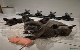 French Bulldog dogs for sale: Beautiful blue frenchie  - Image 2