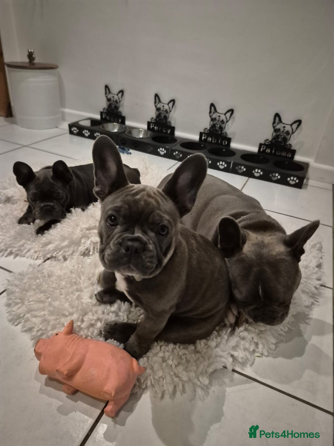 French Bulldog dogs for sale: Beautiful blue frenchie  - Image 2