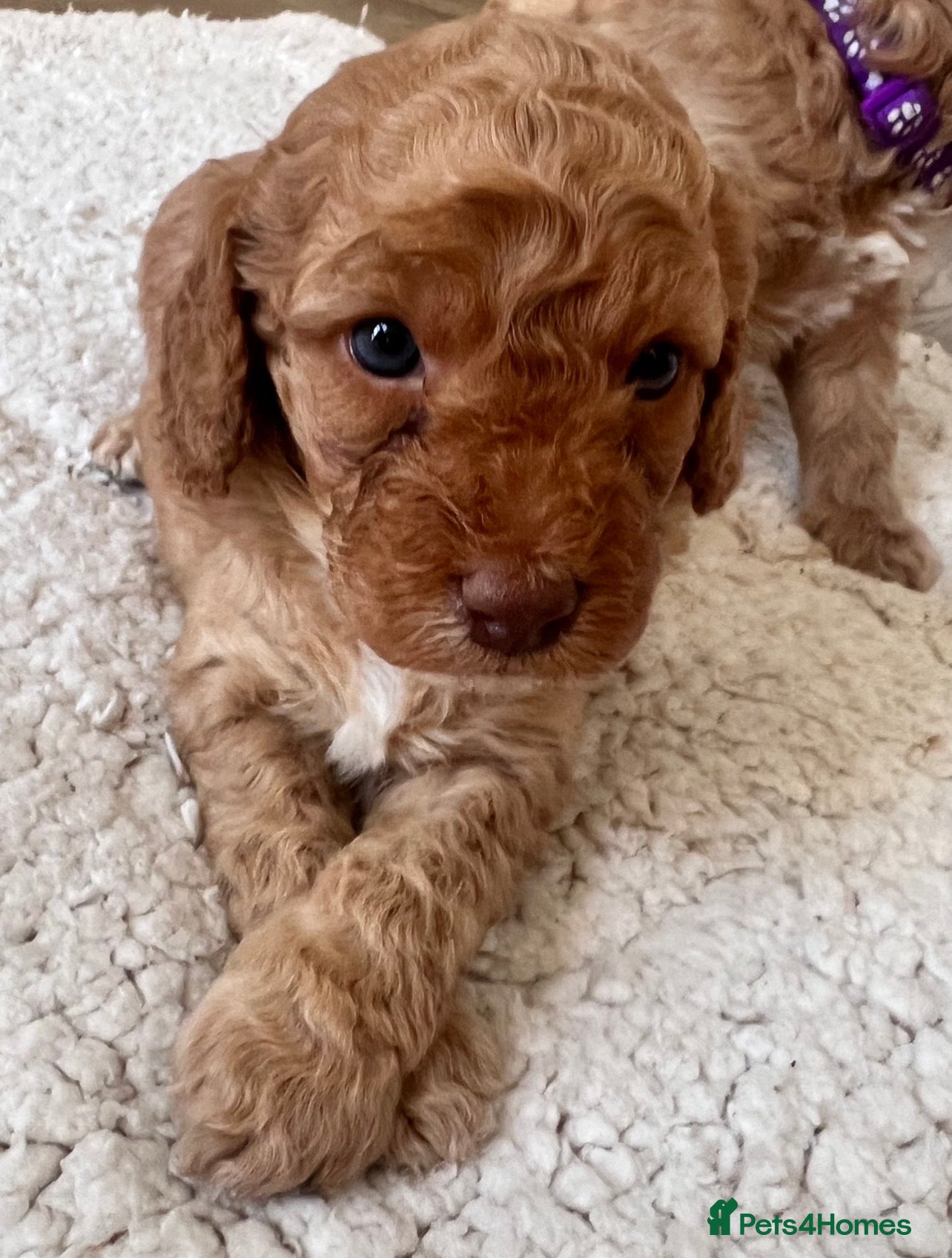 Cockapoo dogs Toy Cockerpoo Puppies - Advert 2