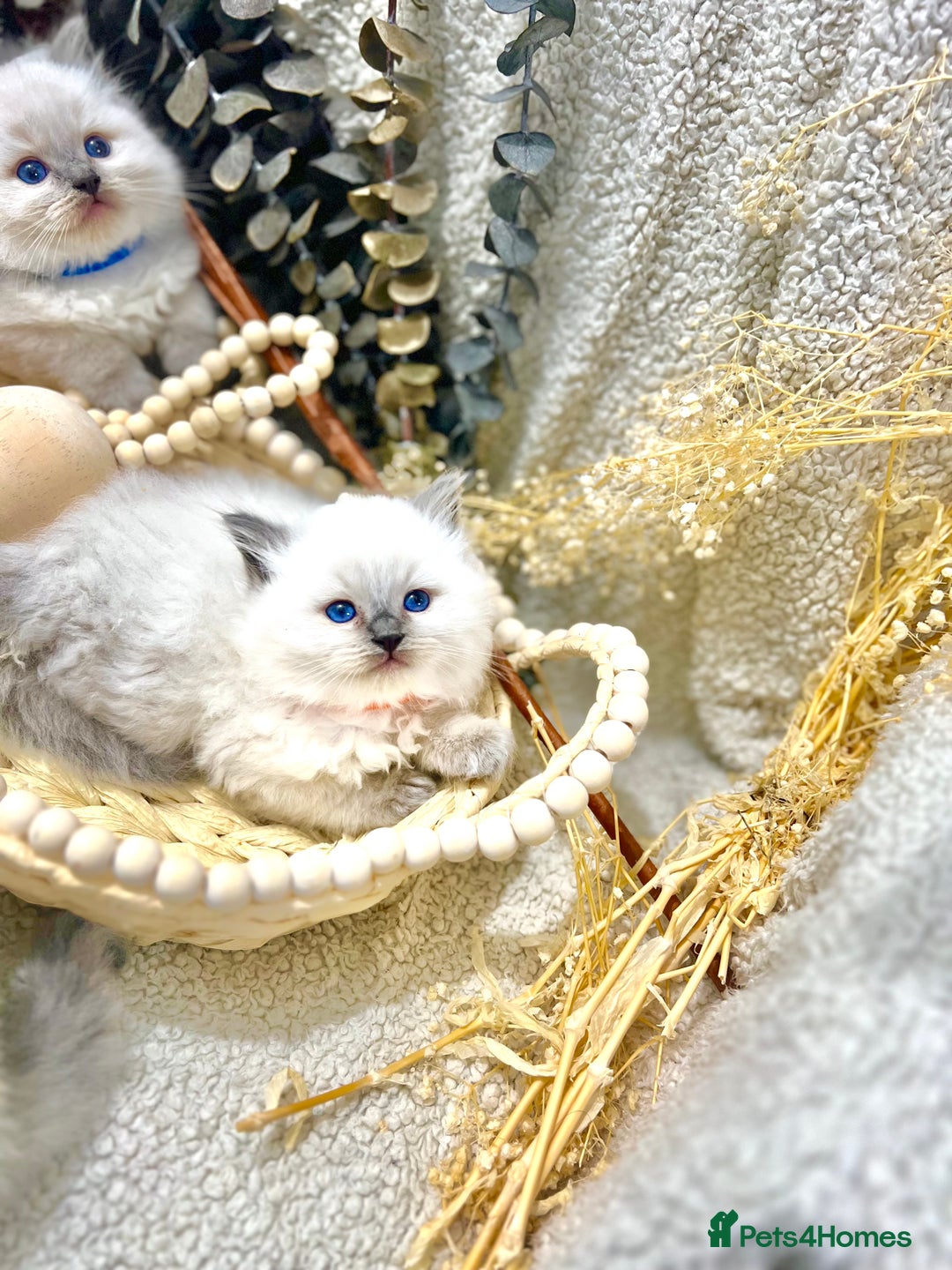 Ragdoll cats for sale: Hello Ragdoll lover‼️ - Advert 5