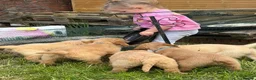 Goldendoodle dogs for sale: Goldendoodle pups Born 25 March 2026 - Advert 7