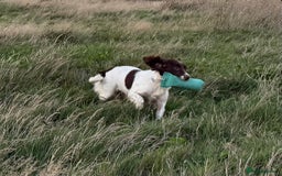 English Springer Spaniel dogs for sale: Fully trained ESS - Image 5