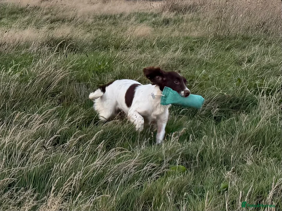 English Springer Spaniel dogs for sale: Fully trained ESS - Advert 5