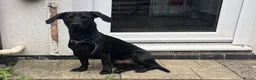 Mixed Breed dogs for sale: Handsome dude  - Advert 1