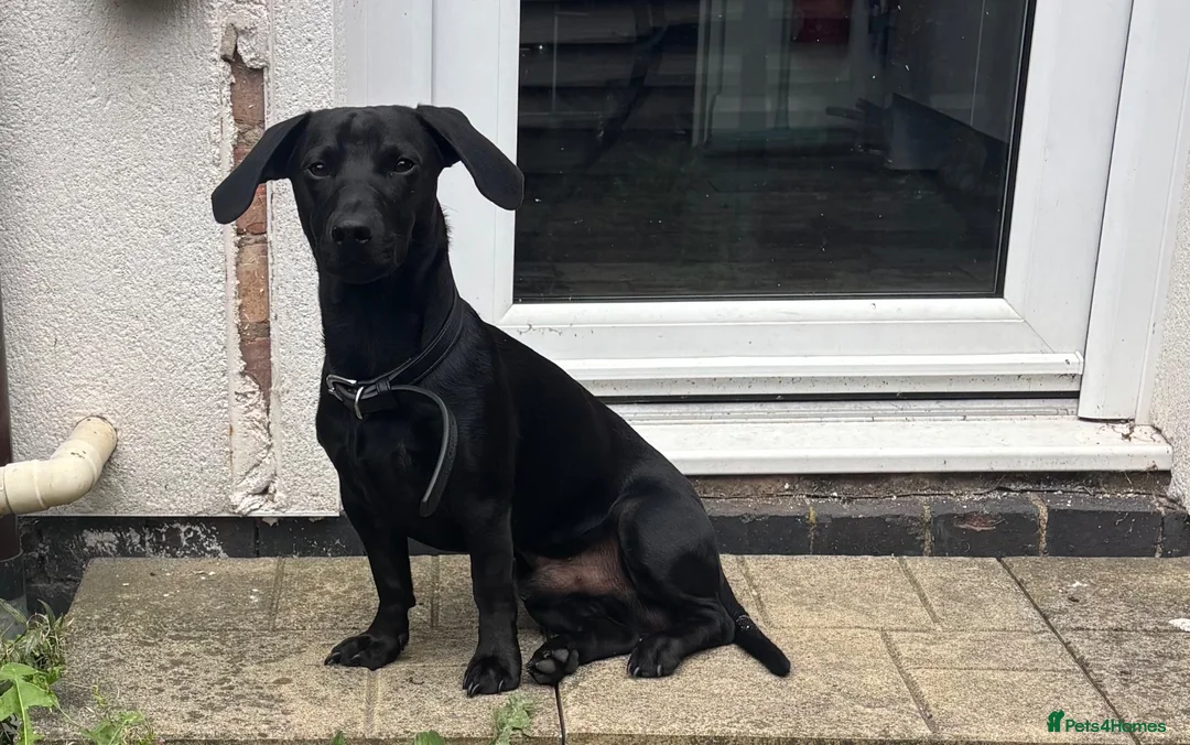 Mixed Breed dogs for sale: Handsome dude  - Advert 1