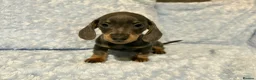 Miniature Dachshund dogs for sale: 7 beautiful puppies available  in Bradford - Advert 18