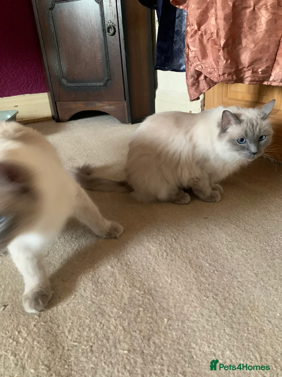 Ragdoll cats for sale: 2 female Ragdoll cats and 3 kittens.  - Advert 2