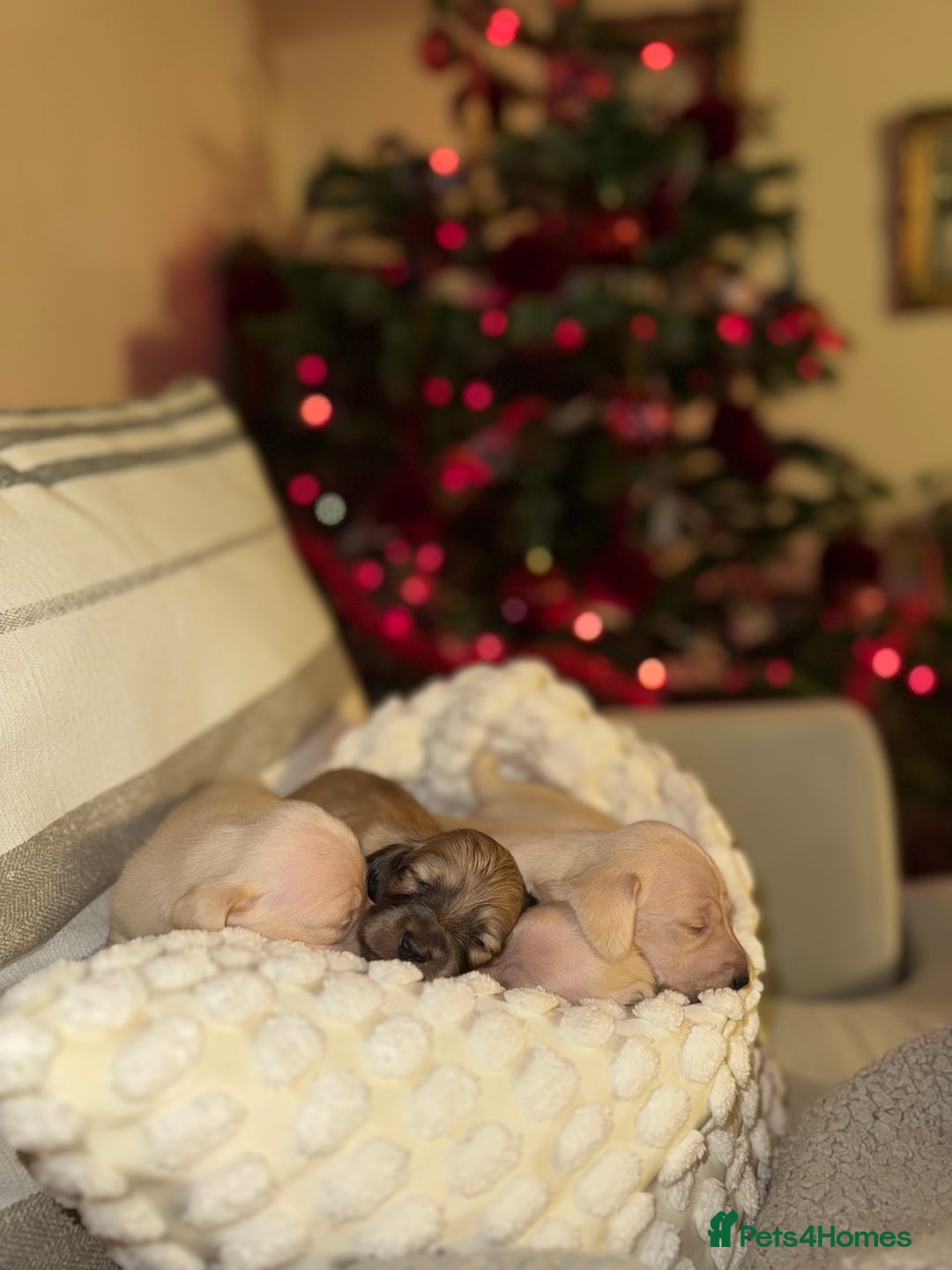 Dachshund dogs for sale: Stunning litter-cream miniature dachshund puppies - Advert 16