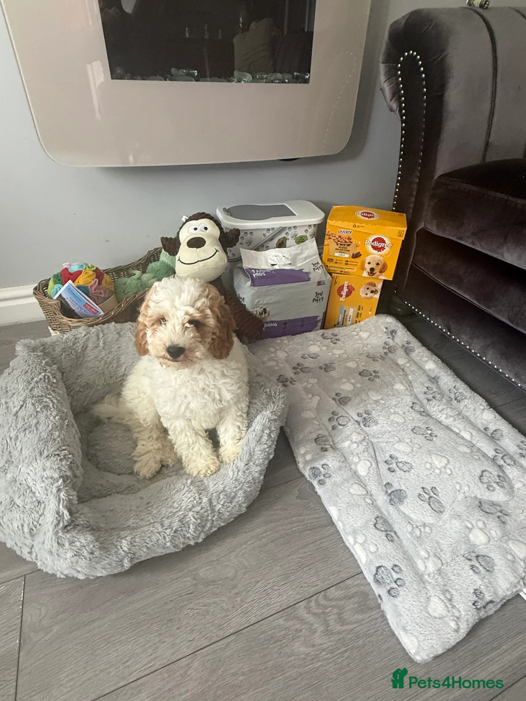 Cavapoo dogs for sale: 1 boy left looking for his forever home  - Advert 2