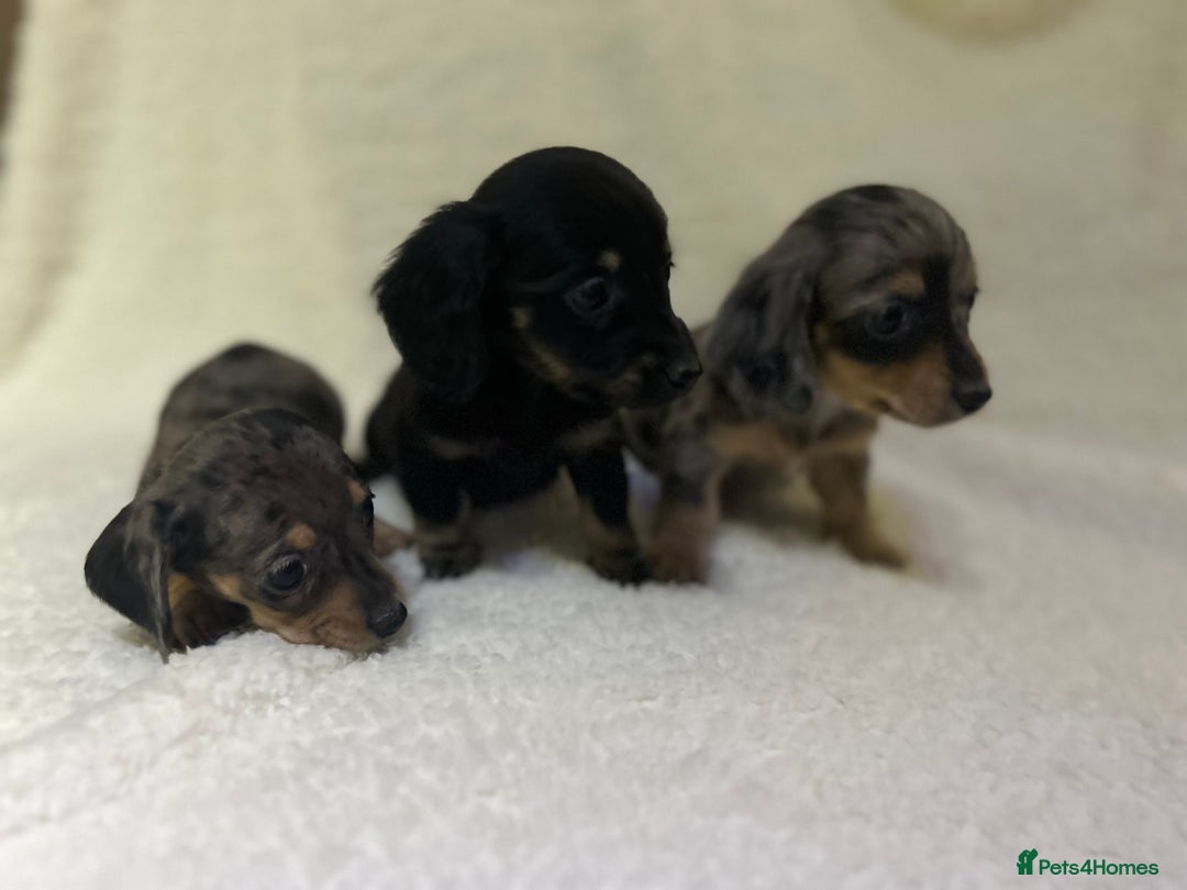 Miniature Dachshund dogs for sale: ****true to type mini dachshund *** - Advert 16