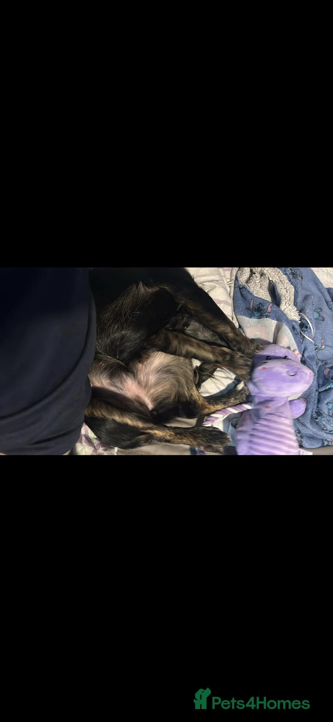 Mixed Breed dogs for sale: Beautiful collie cross cockerpoo  - Advert 3