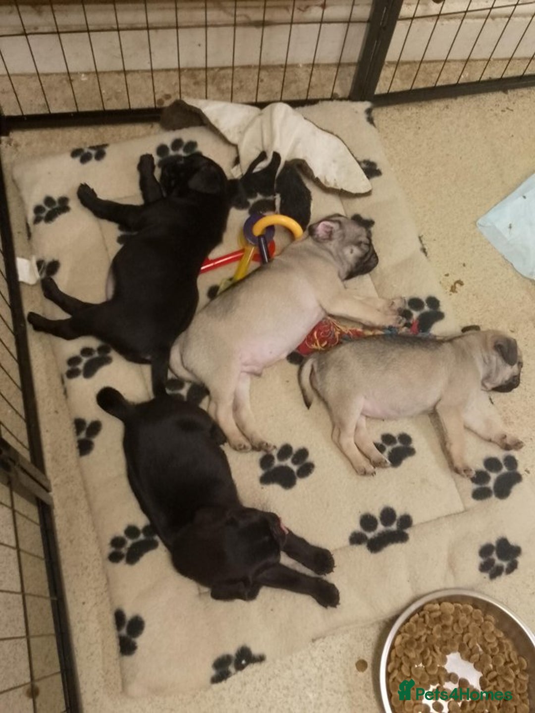 Pug dogs for sale: 8 week old microchip Pug Puppies  - Image 1