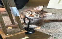 Maine Coon cats for sale: 🐾🐈‍⬛10 week old Maine coon kittens🐈‍⬛🐾 - Image 6