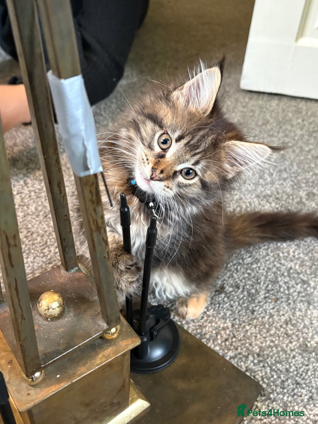 Maine Coon cats for sale: 🐾🐈‍⬛10 week old Maine coon kittens🐈‍⬛🐾 - Image 6