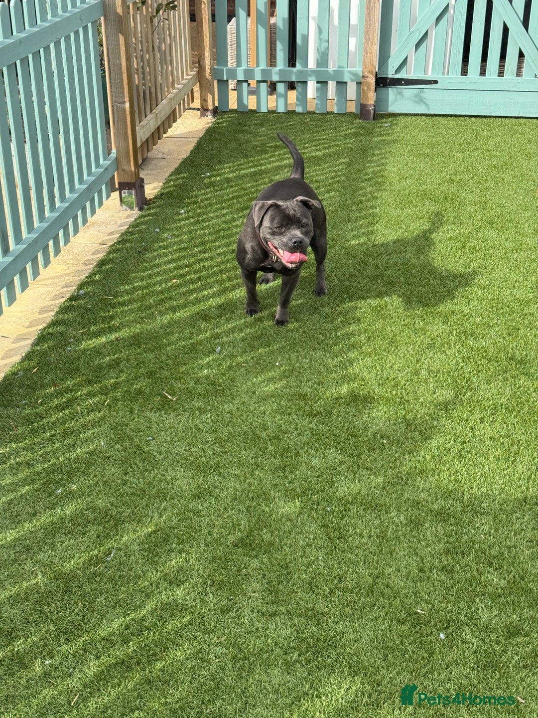 Staffordshire Bull Terrier dogs for sale: BLUE STAFFORDSHIRE BULL TERRIER BITCH  - Advert 11