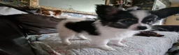 Papillon dogs for sale: Beautiful Papillon girl - Advert 3