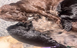 Cavapoo dogs for sale: 🐶 F1 CAVAPOO PUPPIES HEALTH TESTED PARENTS 🐶 - Advert 12