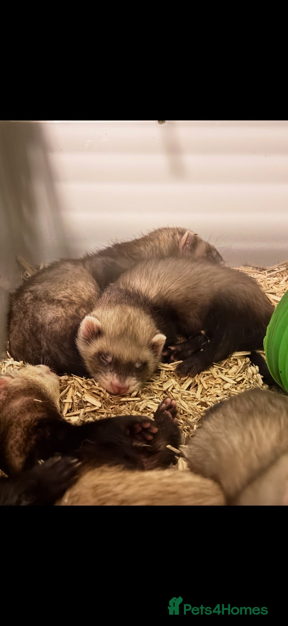 Ferret rodents Lovely male ferrets - Advert 18