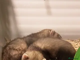 Ferret rodents Lovely male ferrets - Advert 1