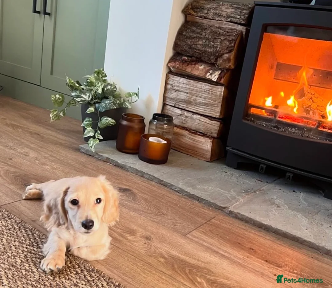 Miniature Dachshund dogs for stud: ee Cream Long Coat Miniature Dachshund Stud in Dalry - Advert 12