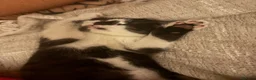 Mixed Breed cats for sale: Beautiful black-white male kitten, 3 months old in Minehead - Advert 11