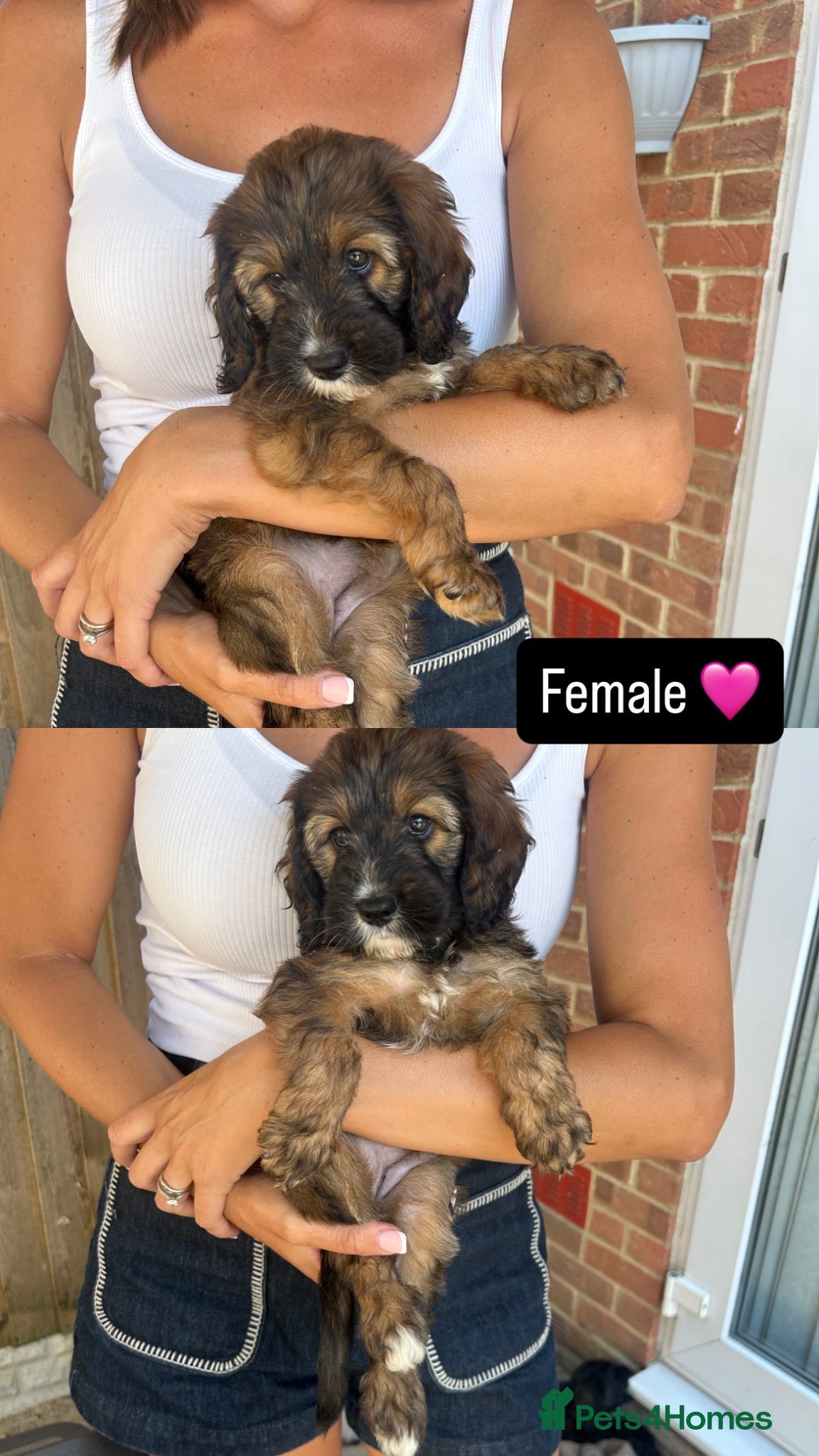 Cockapoo dogs Beautiful Cockerpoo puppies READYTOGO 2male3female - Advert 2