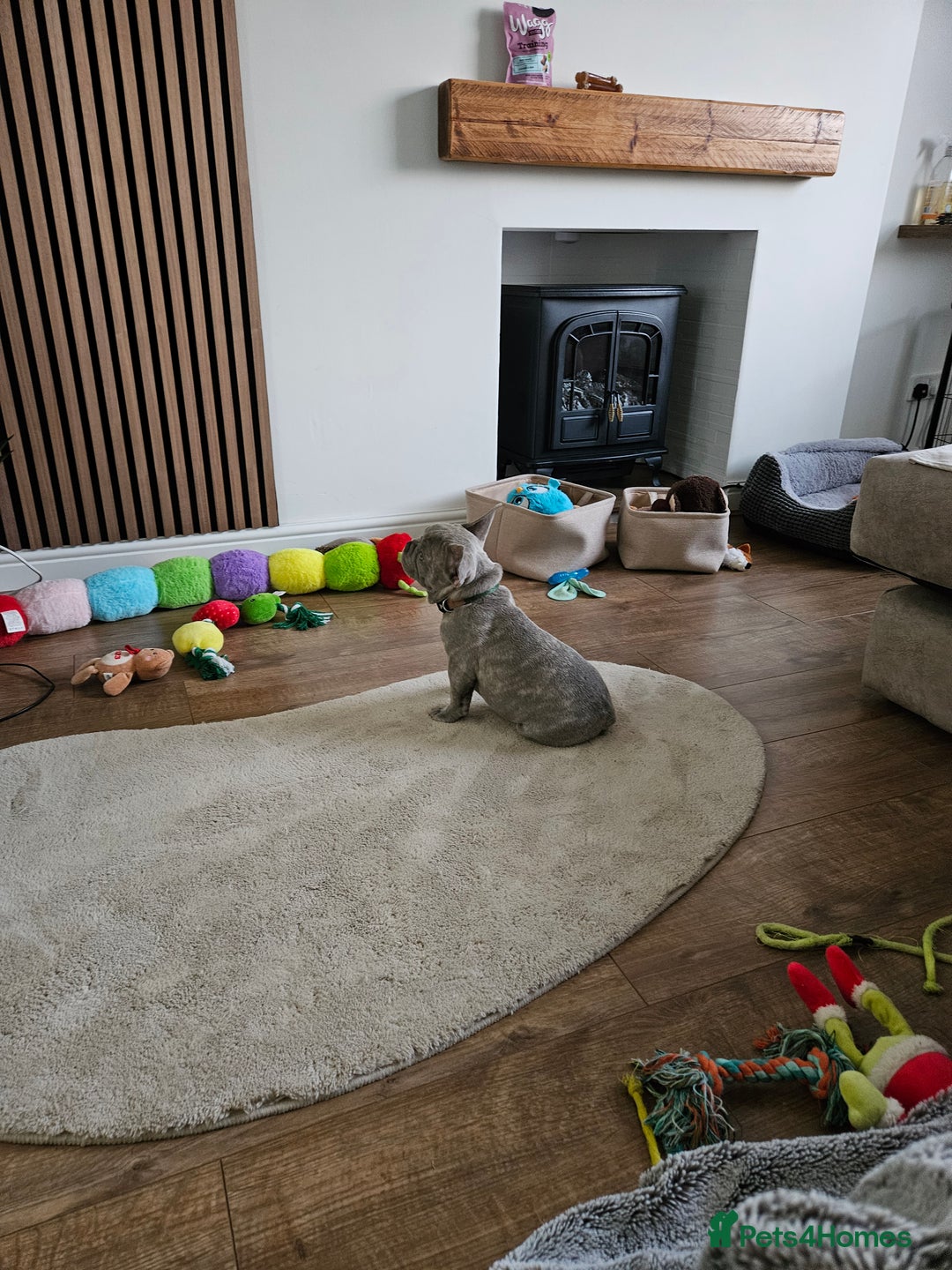 French Bulldog dogs for sale: Ralphie 12 week old French Bulldog - Image 1