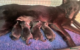 German Shepherd dogs for sale: German Shepherds by Shawhhead Shepherds  - Image 1