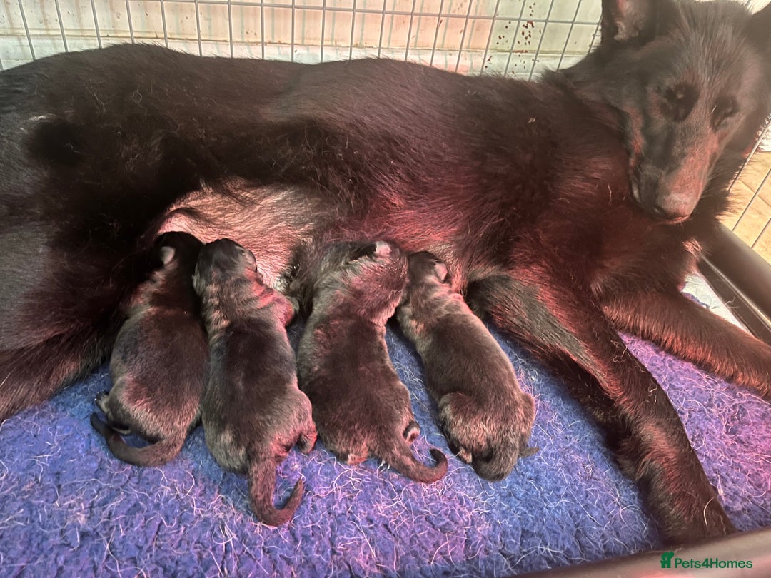 German Shepherd dogs for sale: German Shepherds by Shawhhead Shepherds  - Image 1
