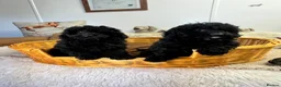 Miniature Poodle dogs for sale: two beautiful Sunning poodles  - Advert 8