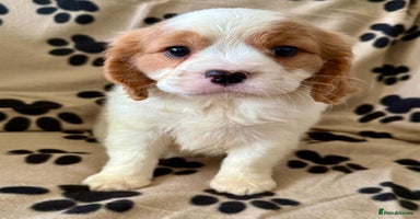 Cavalier King Charles Spaniel dogs - Advert 2
