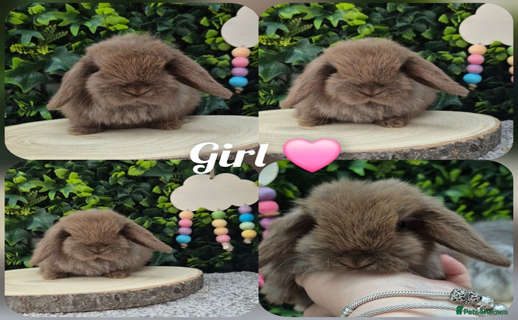 Mini Lop rabbits - Advert 6