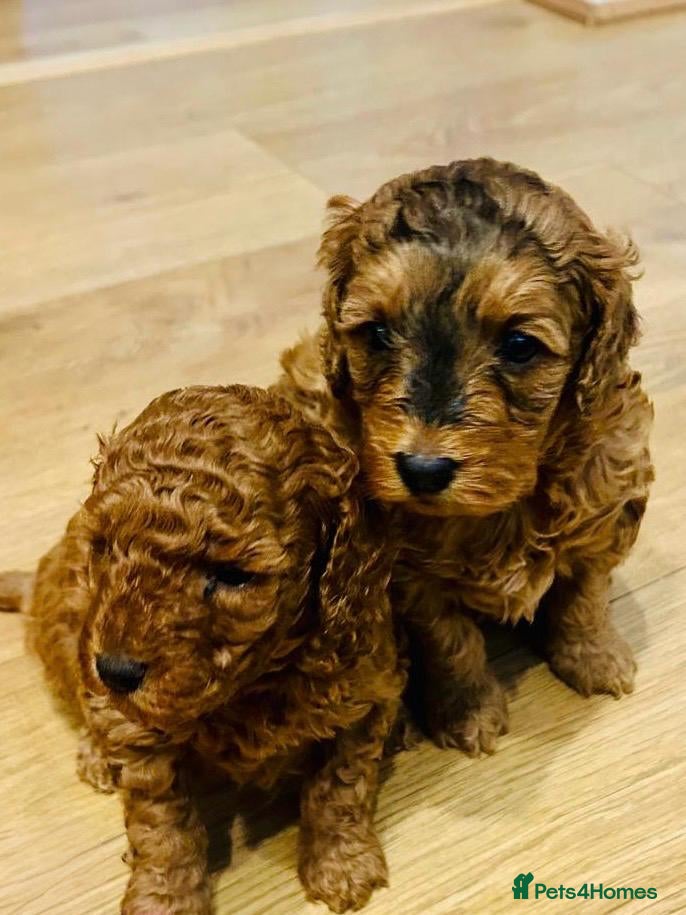 Cockapoo dogs 💥 Beautiful health checked F1B cockapoos 💥  - Advert 15