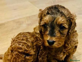 Cockapoo dogs 💥 Beautiful health checked F1B cockapoos 💥 - Advert 6