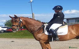 Danish Warmblood horses for sale: Ivan Beautiful Gelding sired by Cupido x Ultima - Image 3