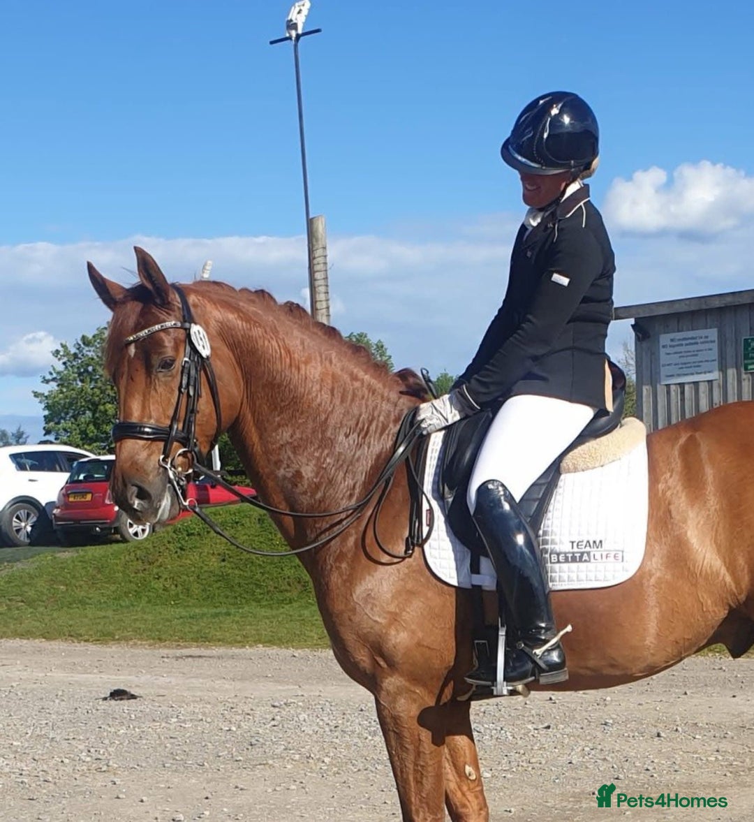 Danish Warmblood horses for sale: Ivan Beautiful Gelding sired by Cupido x Ultima - Image 3