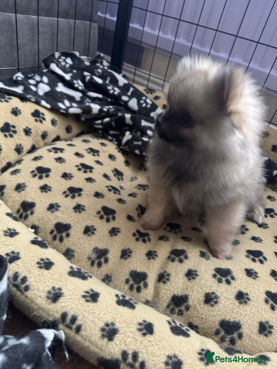 Pomeranian dogs for sale: ❤️Beautiful Pomeranian puppies❤️ - Advert 6