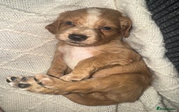 Cocker Spaniel dogs for sale: Cocker spaniels  - Image 23