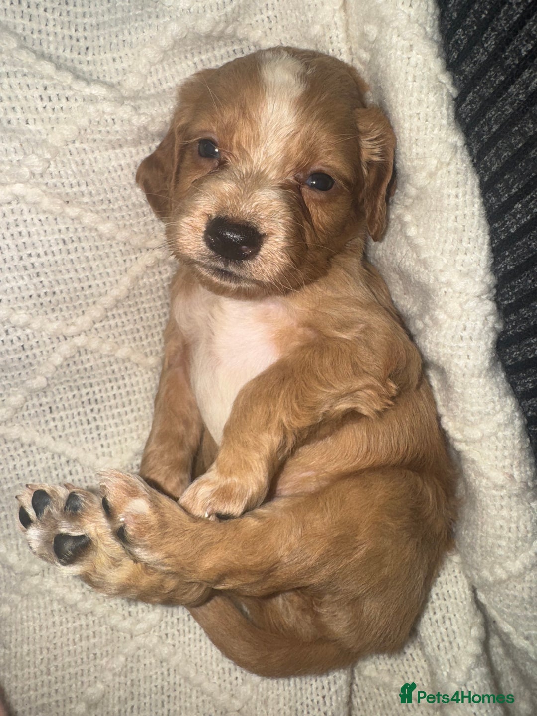 Cocker Spaniel dogs for sale: Cocker spaniels  - Image 23
