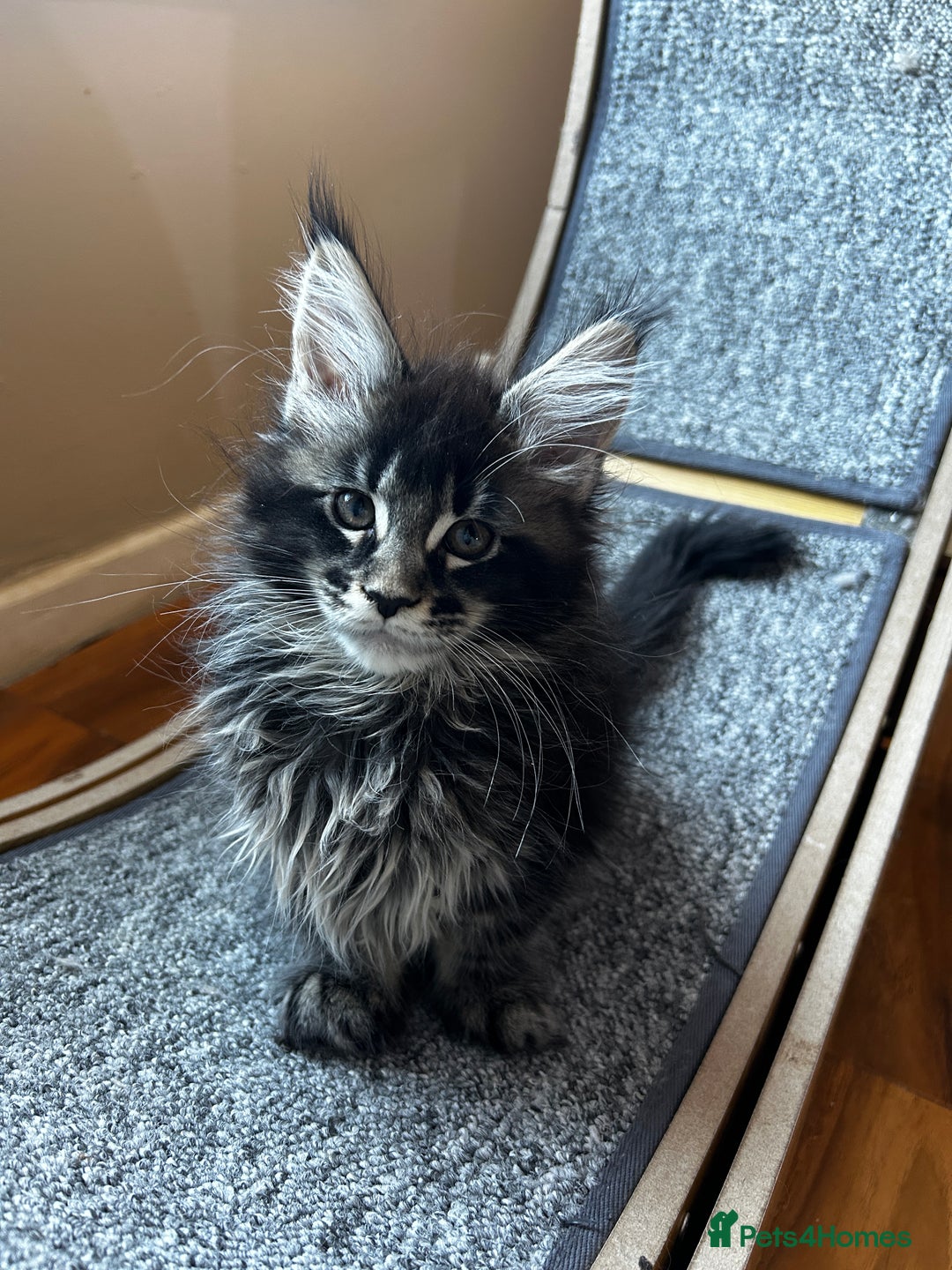 Maine Coon cats for sale: maine coon  - Advert 5